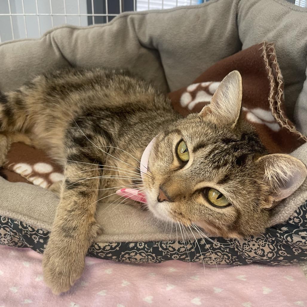 Enlarge Daisy, a Adoptable Domestic Short Hair in Edwardsville, IL image 5/6