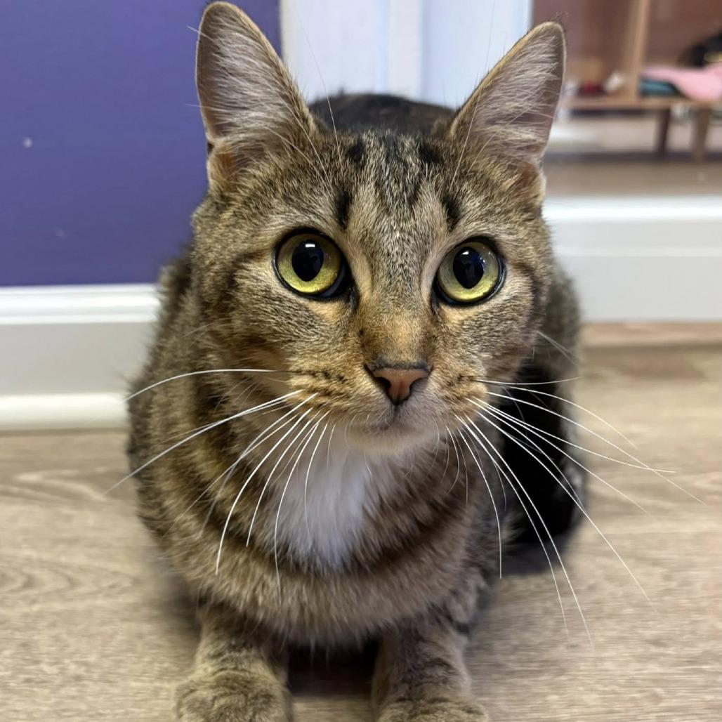 Enlarge Daisy, a Adoptable Domestic Short Hair in Edwardsville, IL image 6/6