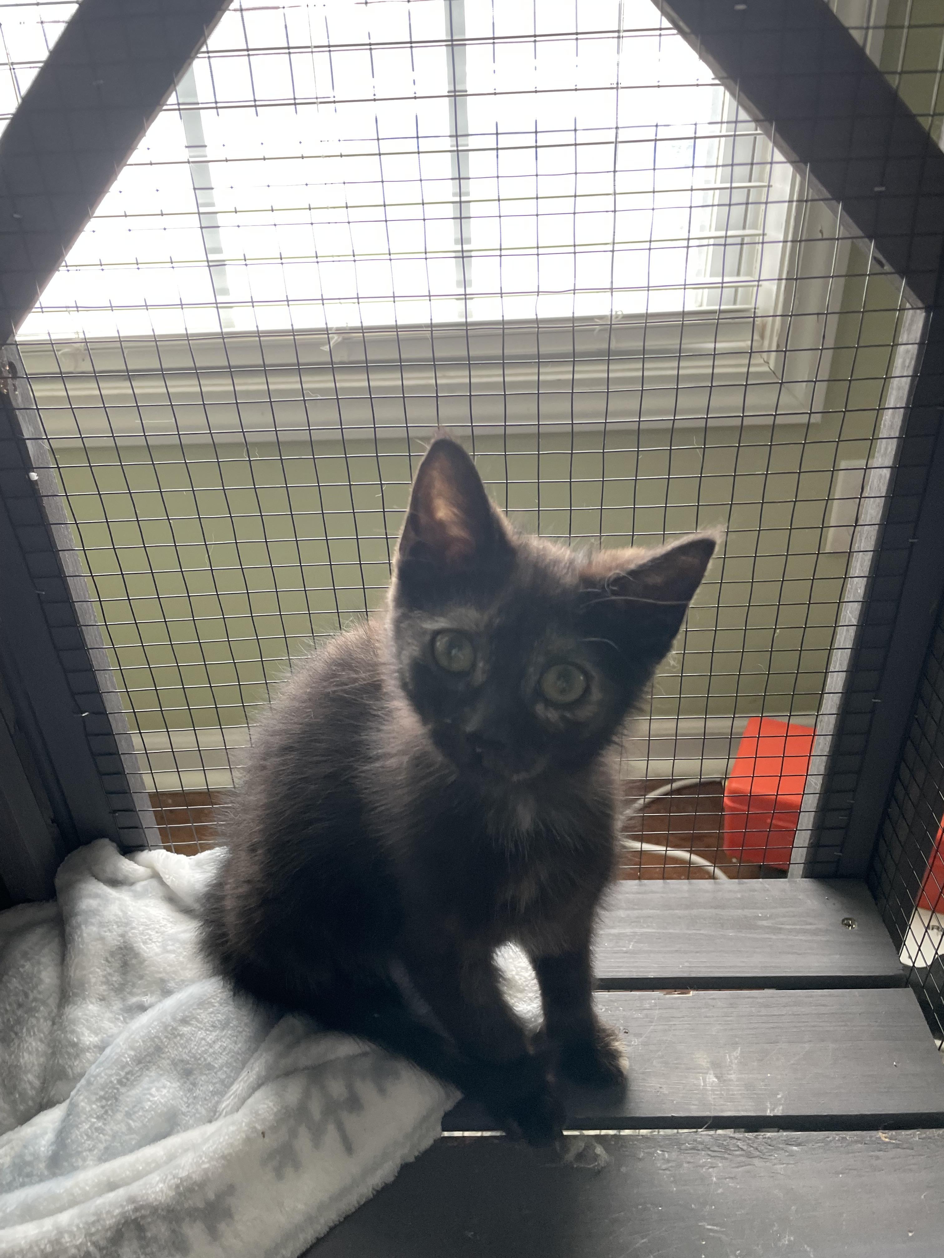 Enlarge Hermione, a Adoptable Domestic Short Hair in Goodlettsville, TN image 4/6