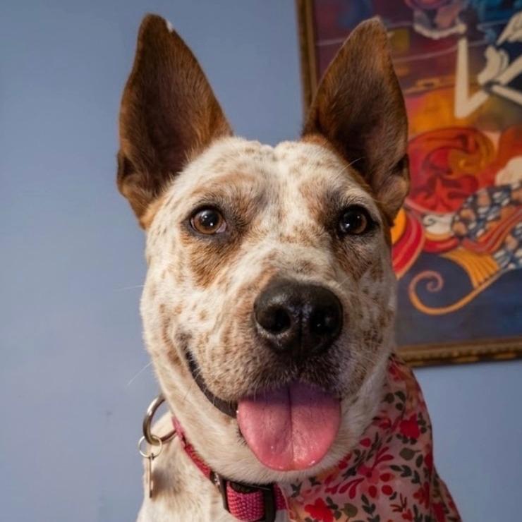 Nova, Adoptable, Adult Female Cattle Dog & Terrier.