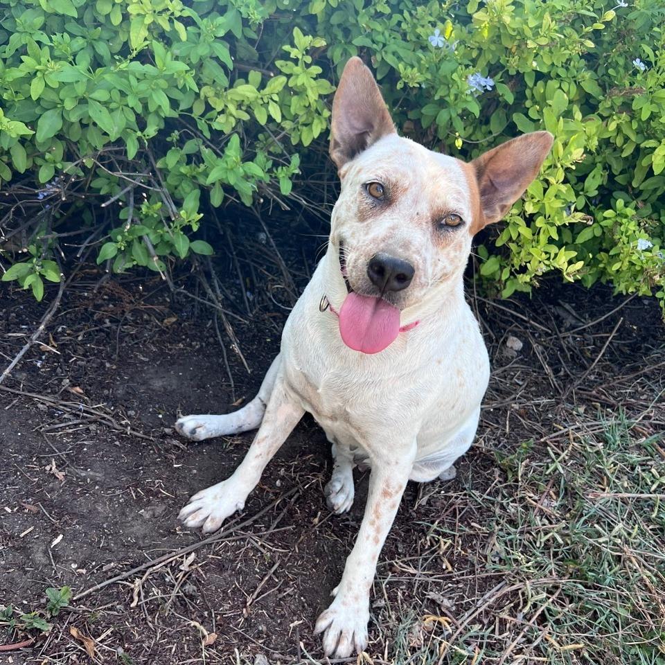 Enlarge Nova, a Adoptable mixed breed in Sparta, NJ image 2/5