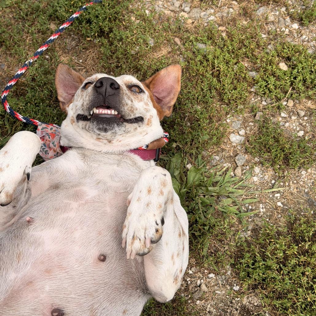 Enlarge Nova, a Adoptable mixed breed in Sparta, NJ image 3/5