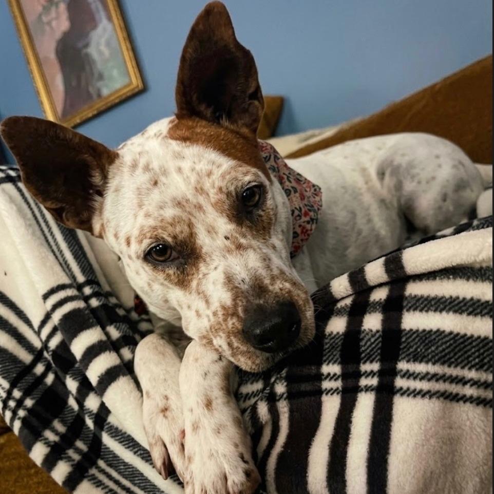 Enlarge Nova, a Adoptable mixed breed in Sparta, NJ image 4/5
