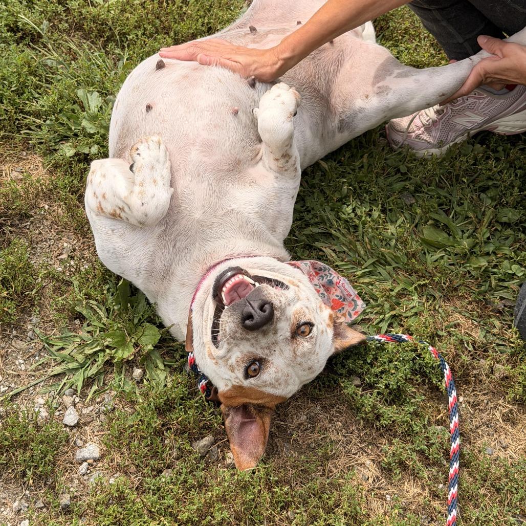 Enlarge Nova, a Adoptable mixed breed in Sparta, NJ image 5/5