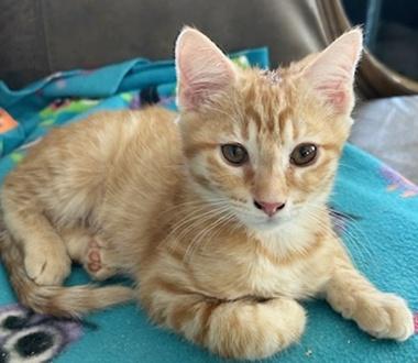 Enlarge Morgan L, an adopted Domestic Short Hair in Fair Oaks, CA image 1/1