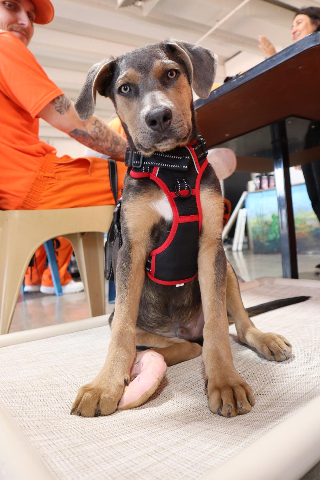 Storm, Adoptable, Puppy Male Pit Bull Terrier.