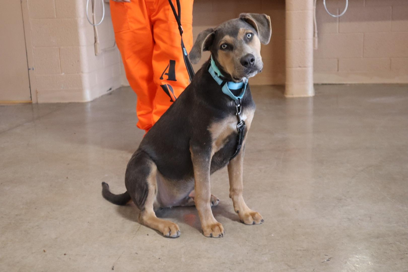 Enlarge Storm, an adopted Pit Bull Terrier in Chandler, AZ image 2/4