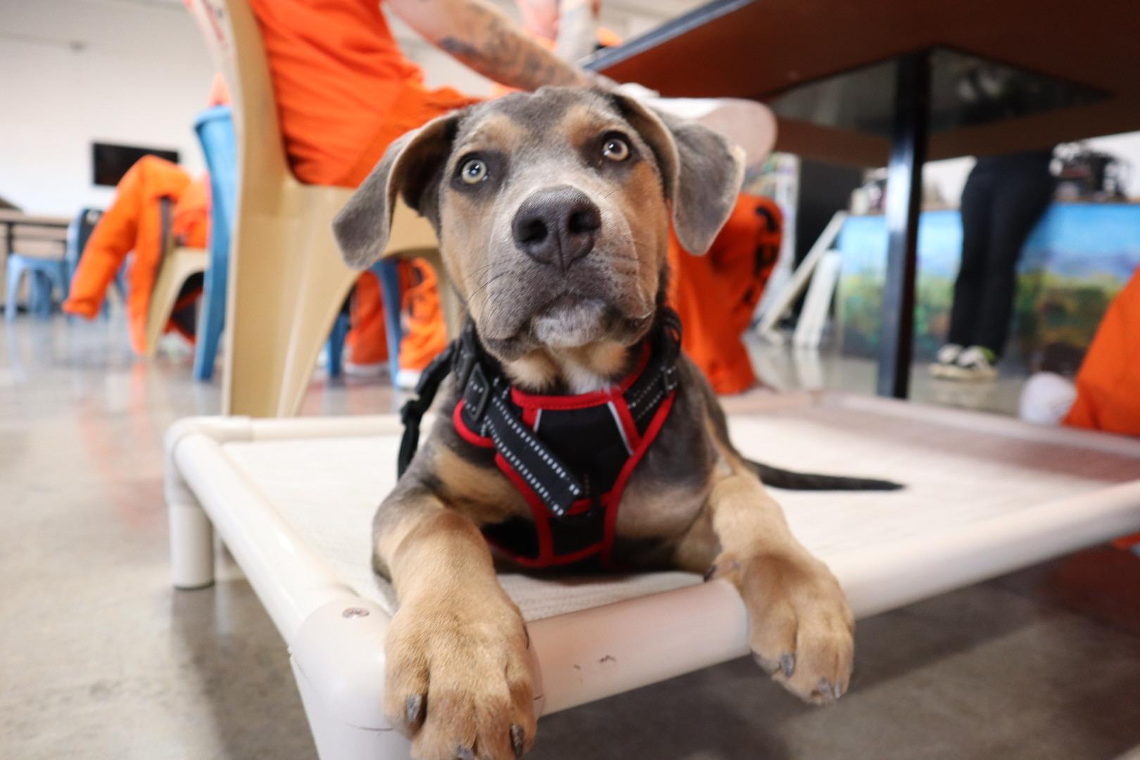Enlarge Storm, an adopted Pit Bull Terrier in Chandler, AZ image 3/4