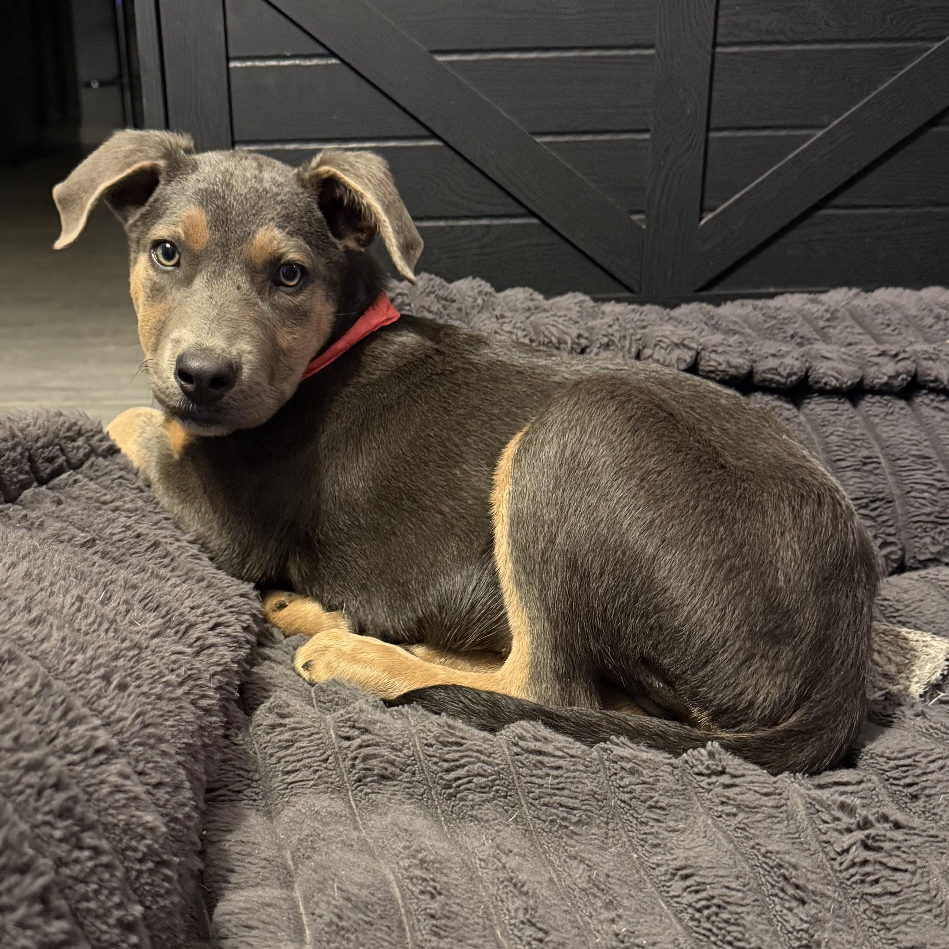Enlarge Storm, an adopted Pit Bull Terrier in Chandler, AZ image 4/4