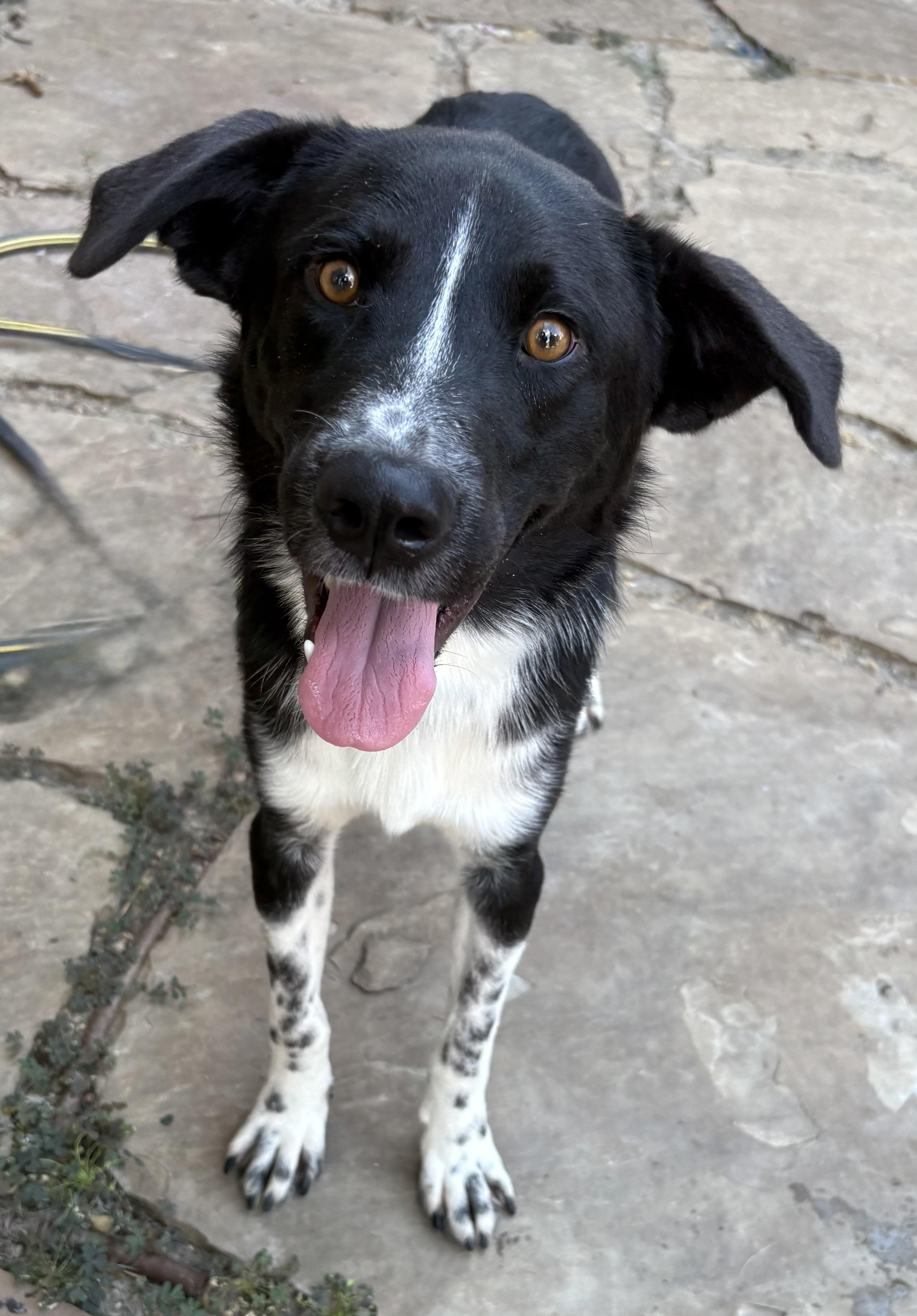 Enlarge Pinto, an adopted mixed breed in Lavon, TX image 2/6