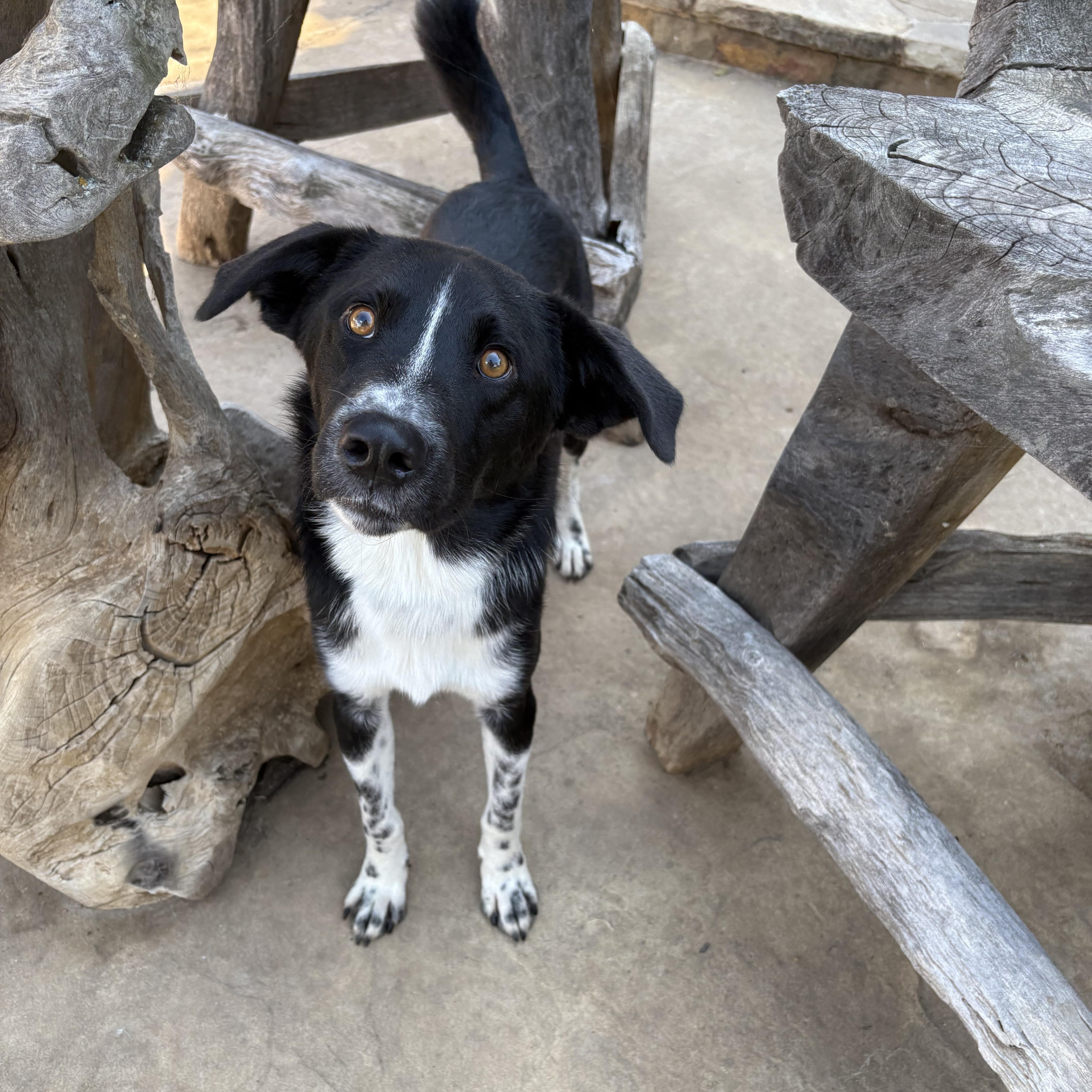 Pinto, adopted, Young Male Border Collie & Australian Shepherd.
