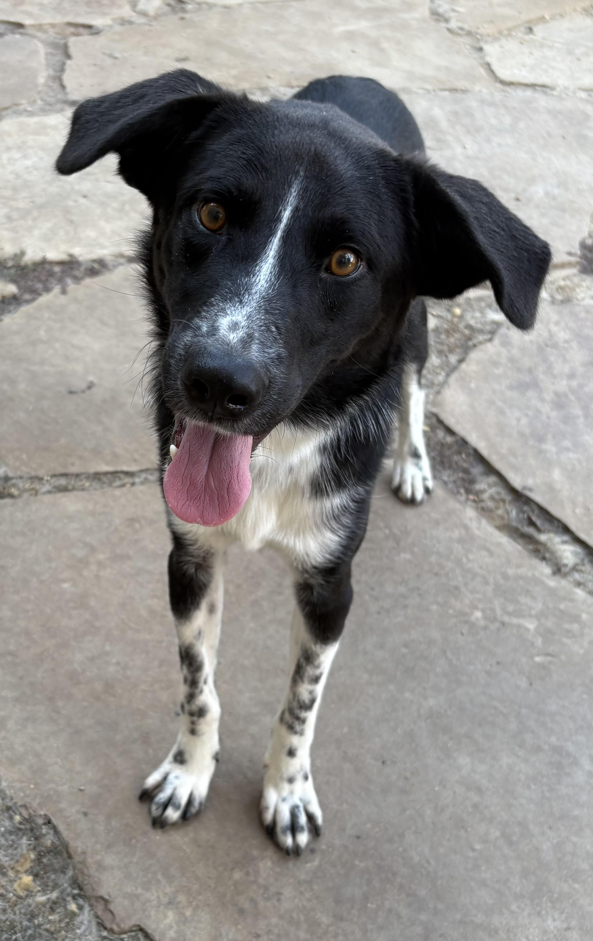 Enlarge Pinto, an adopted mixed breed in Lavon, TX image 4/6