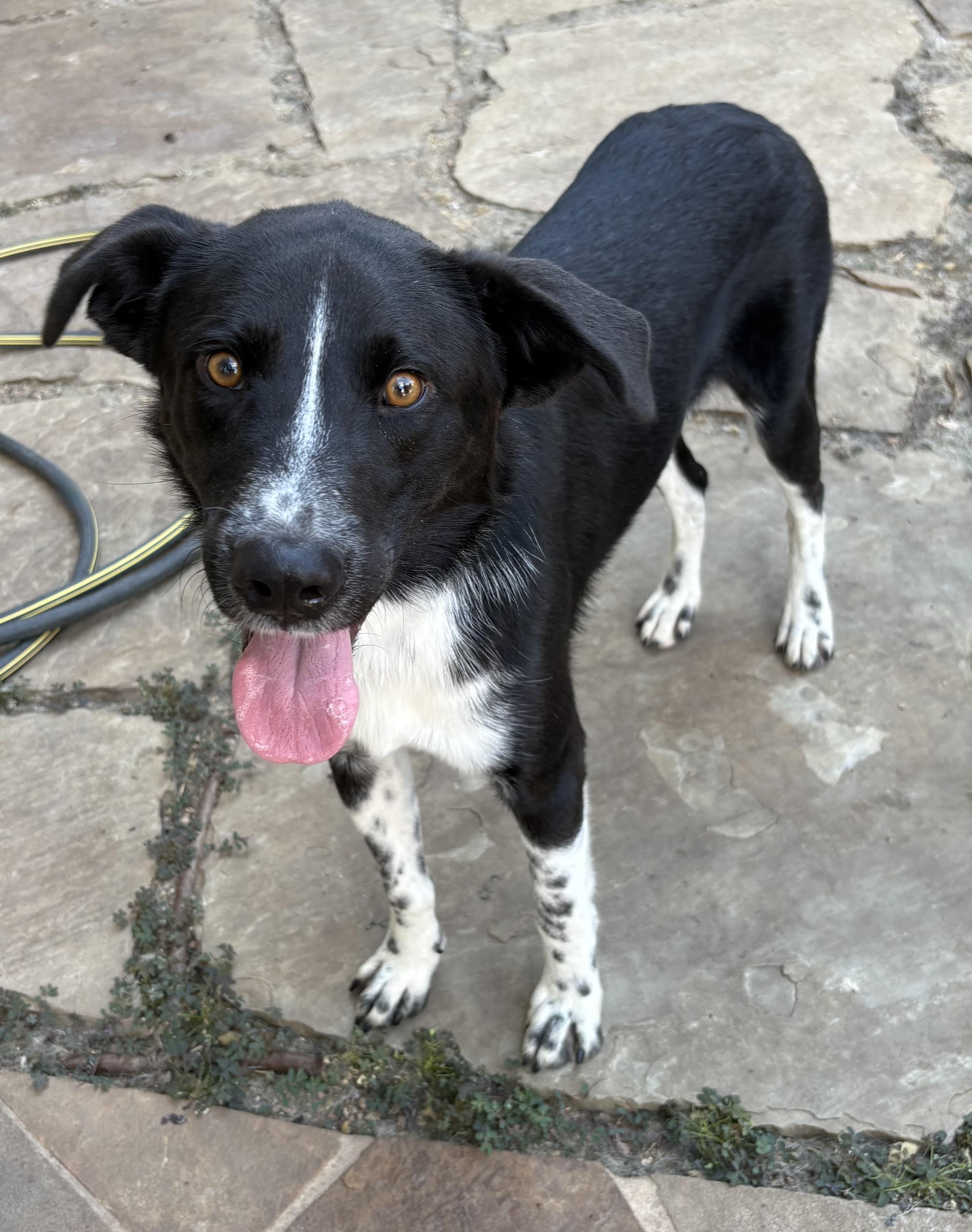 Enlarge Pinto, an adopted mixed breed in Lavon, TX image 5/6