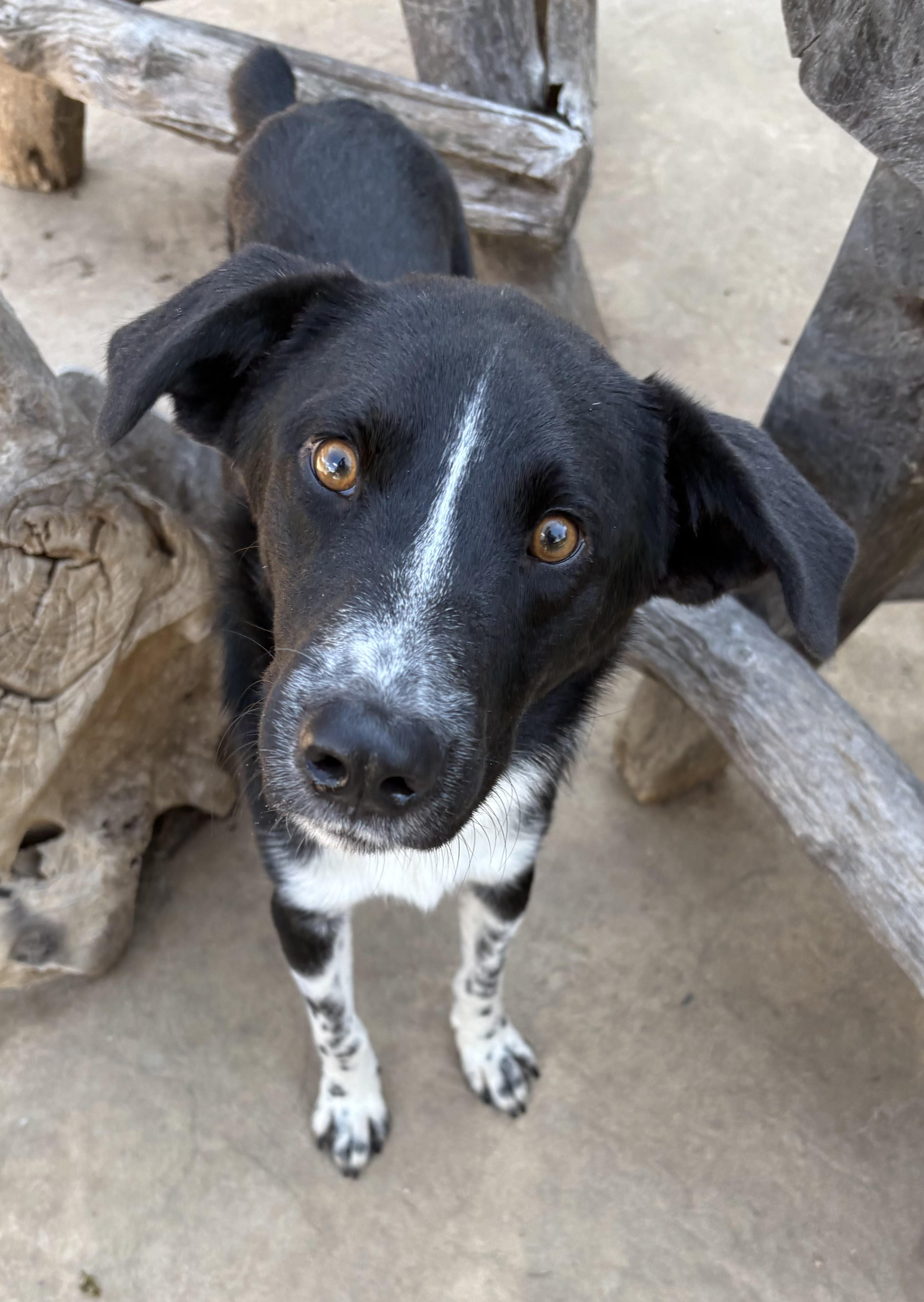 Enlarge Pinto, an adopted mixed breed in Lavon, TX image 6/6
