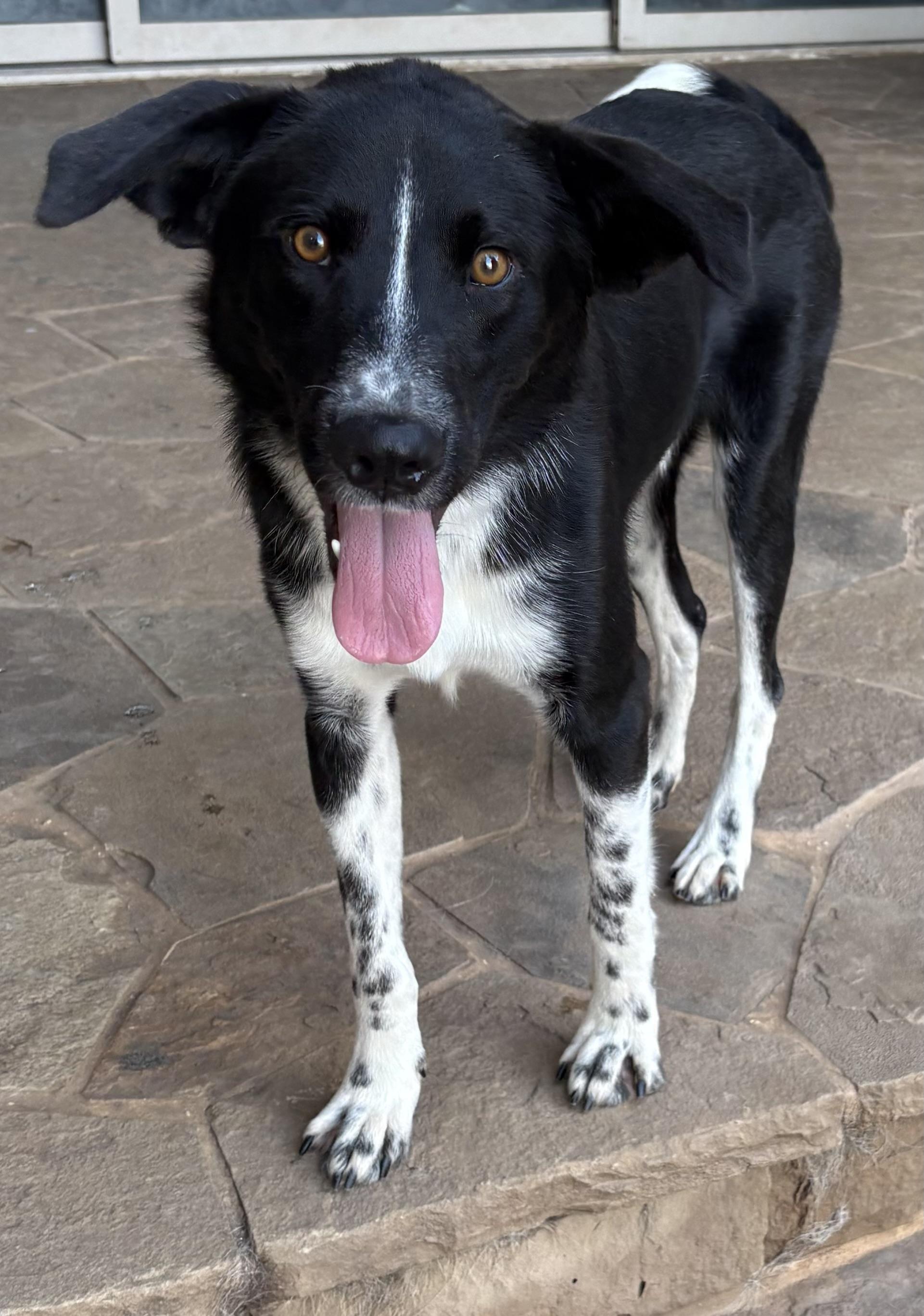 Enlarge Pinto, an adopted mixed breed in Lavon, TX image 3/6