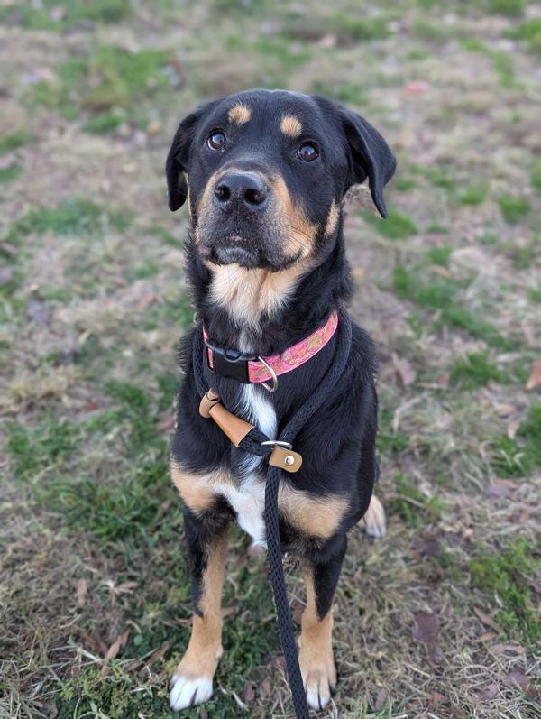 Enlarge Starbie Barbie, a Adoptable mixed breed in Richmond, VA image 1/5
