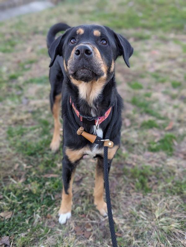 Enlarge Starbie Barbie, a Adoptable mixed breed in Richmond, VA image 2/5