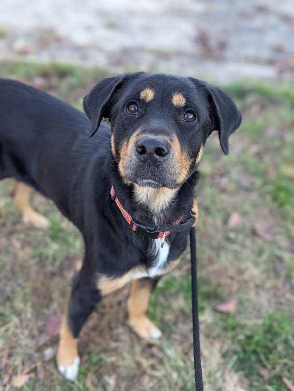 Enlarge Starbie Barbie, a Adoptable mixed breed in Richmond, VA image 4/5