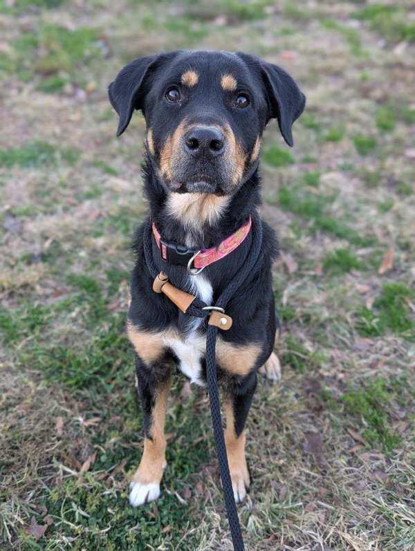 Enlarge Starbie Barbie, a Adoptable mixed breed in Richmond, VA image 5/5
