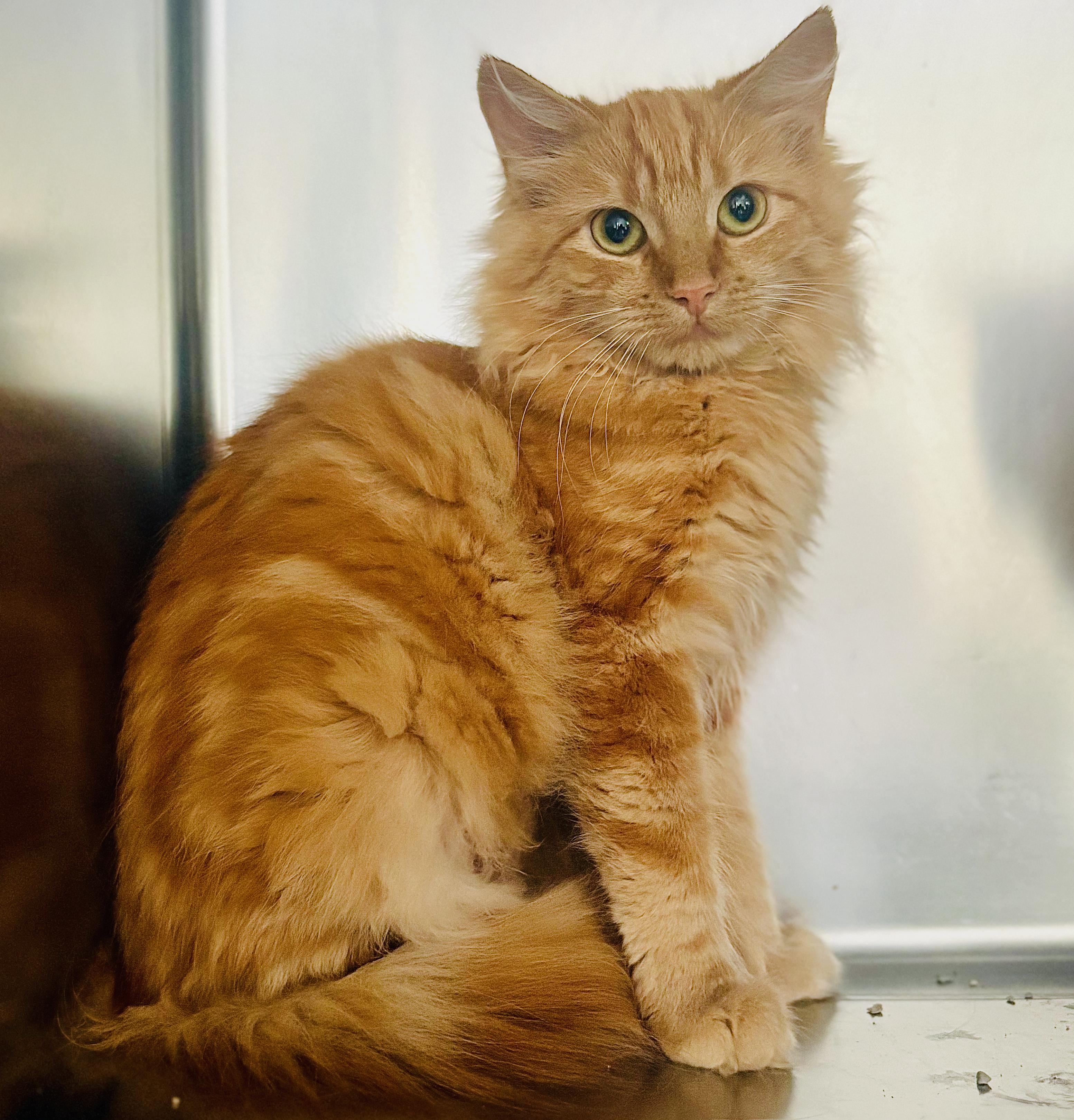 Pancake, Adoptable, Kitten Female Domestic Long Hair.