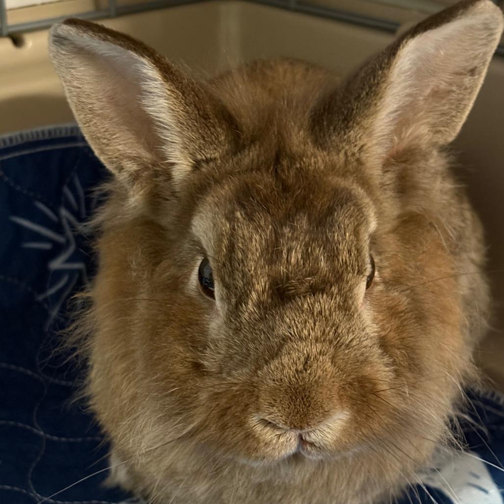 Enlarge Benji, a Adoptable Lionhead in Napa, CA image 1/1