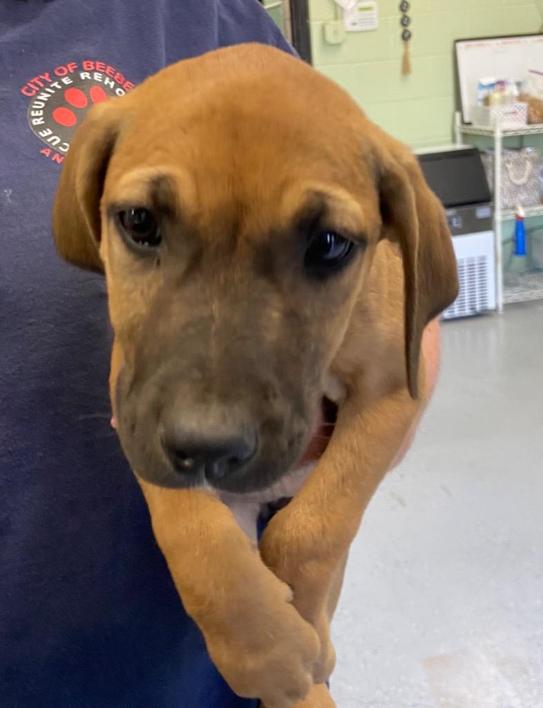 Enlarge Raven, a Adoptable Hound in Beebe, AR image 2/2