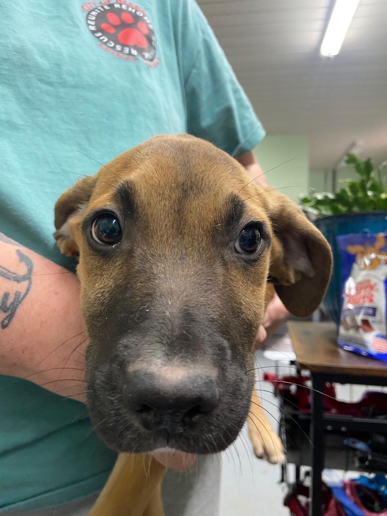 Enlarge Raven, a Adoptable Hound in Beebe, AR image 1/2