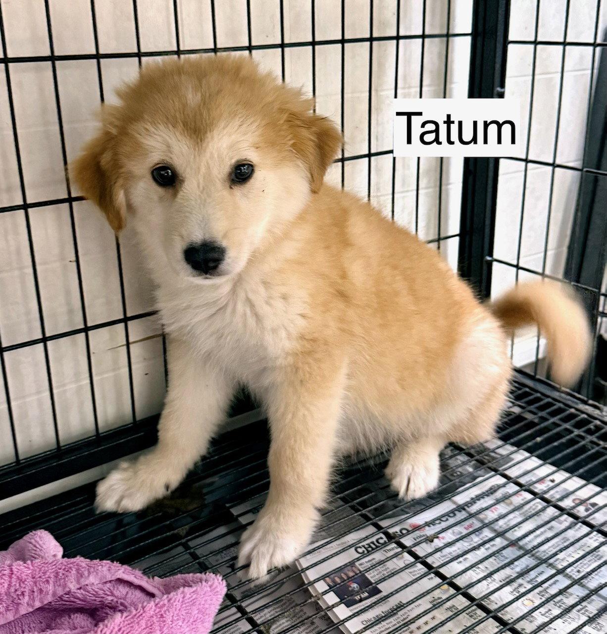 Tatum, Adopted, Puppy Female Mountain Cur.