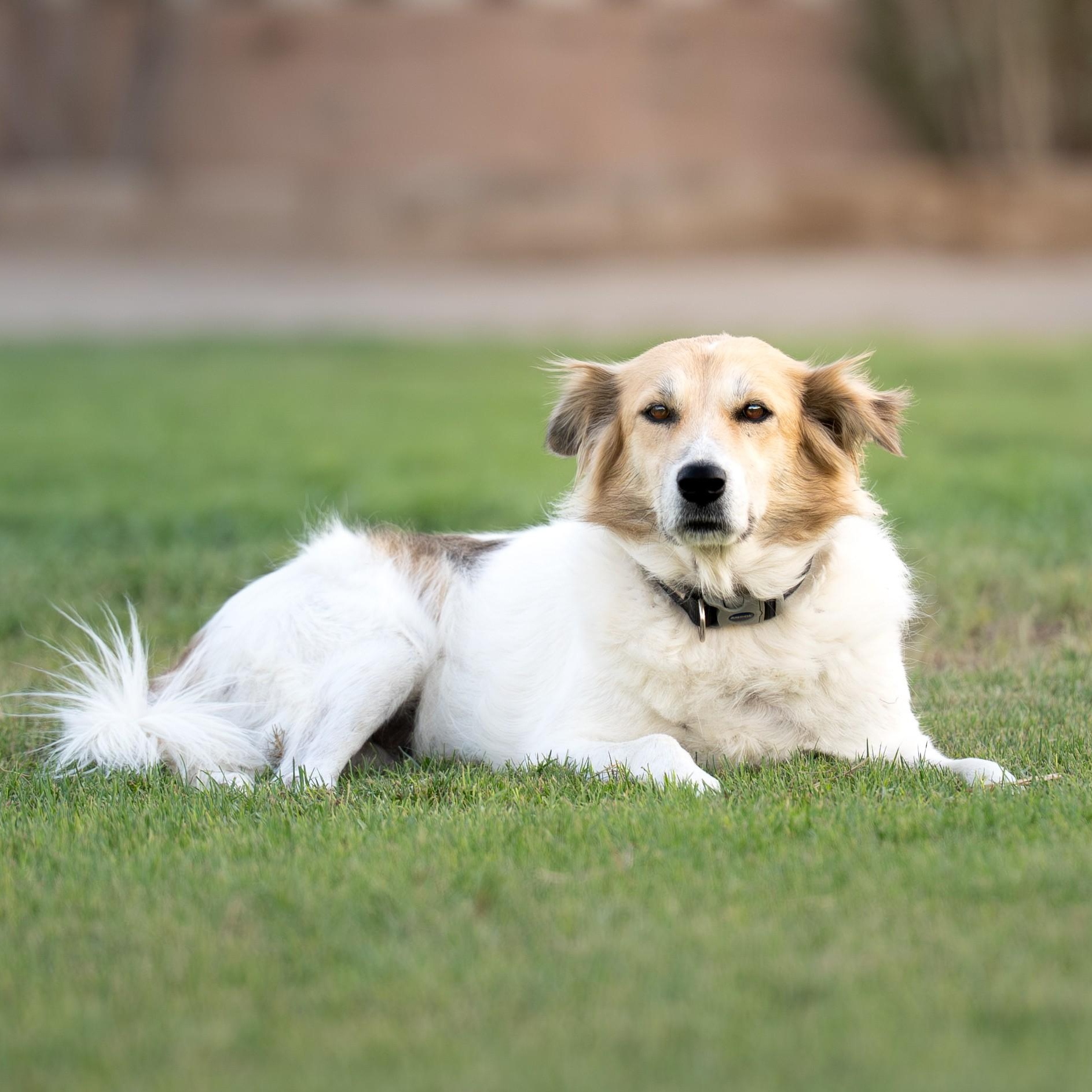 Chico, Adoptable, Young Female Saluki.