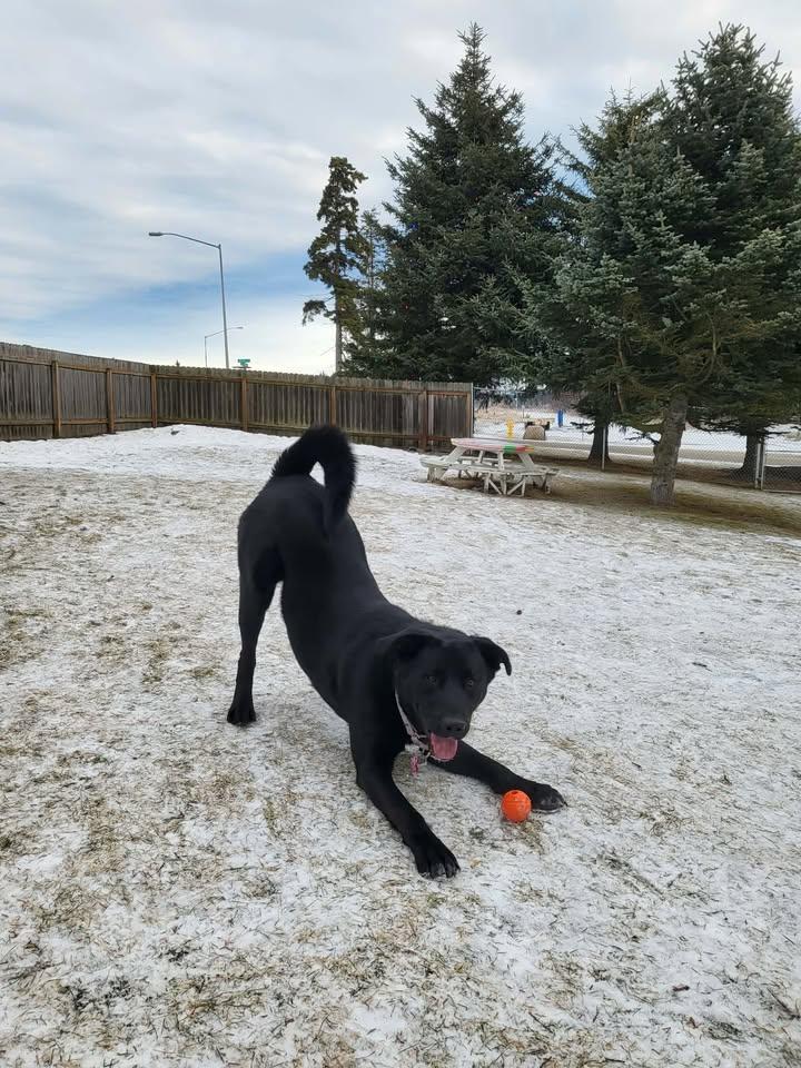 Carter, ADOPTABLE, Young Male Black Labrador Retriever.