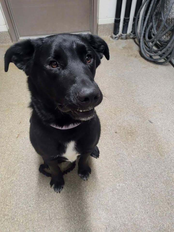 Carter, ADOPTABLE, Young Male Black Labrador Retriever.