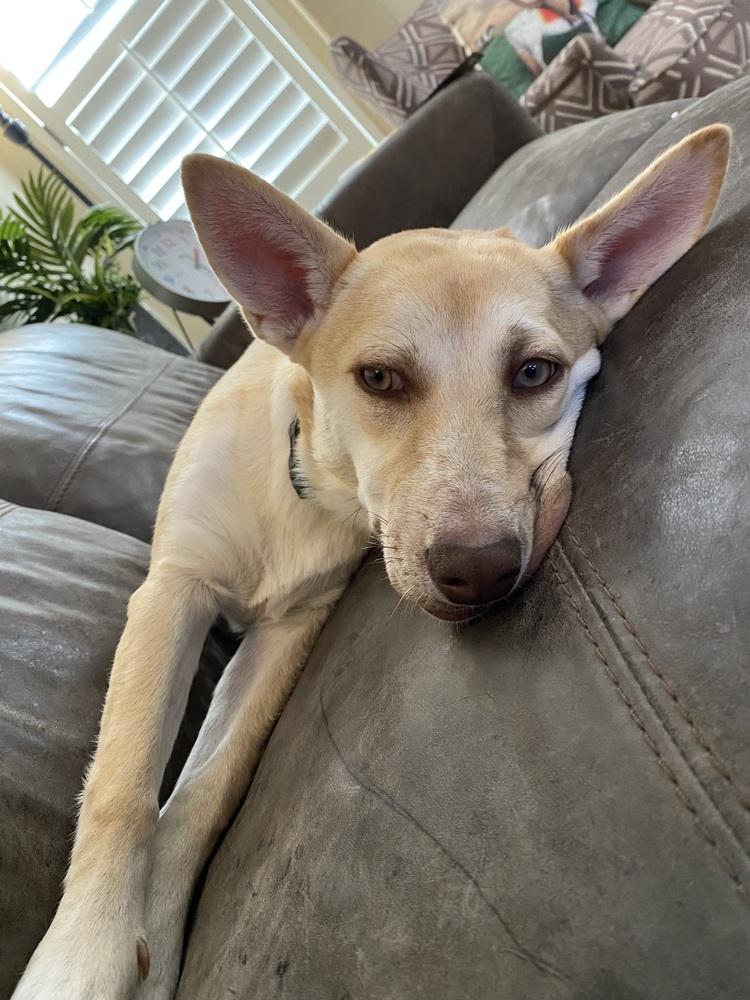 Audrey, Adoptable, Young Female Shepherd & Husky.