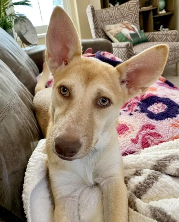 Enlarge Audrey, a Adoptable mixed breed in Boulder, CO image 2/6