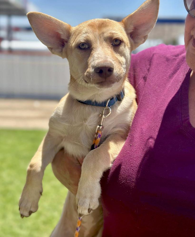 Enlarge Audrey, a Adoptable mixed breed in Boulder, CO image 3/6