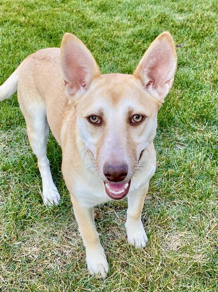 Enlarge Audrey, a Adoptable mixed breed in Boulder, CO image 5/6