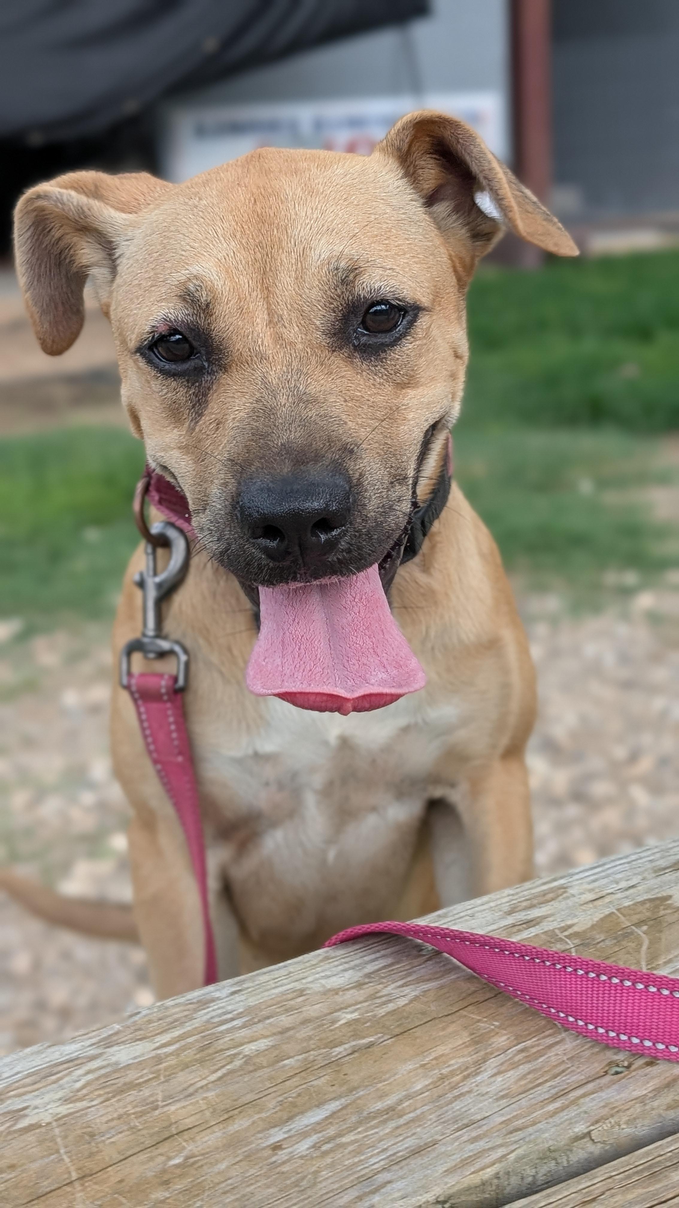 Pepper, Adoptable, Young Female Black Mouth Cur.