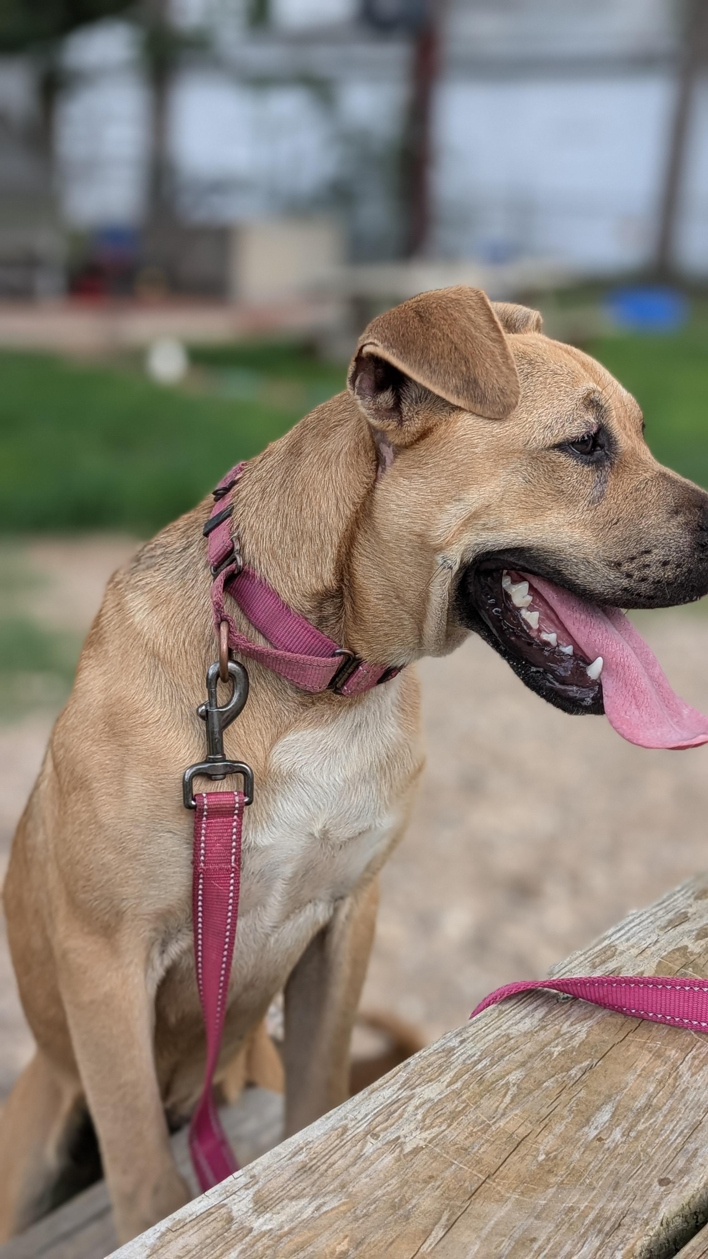 Enlarge Pepper, a Adoptable mixed breed in Coldspring, TX image 2/4