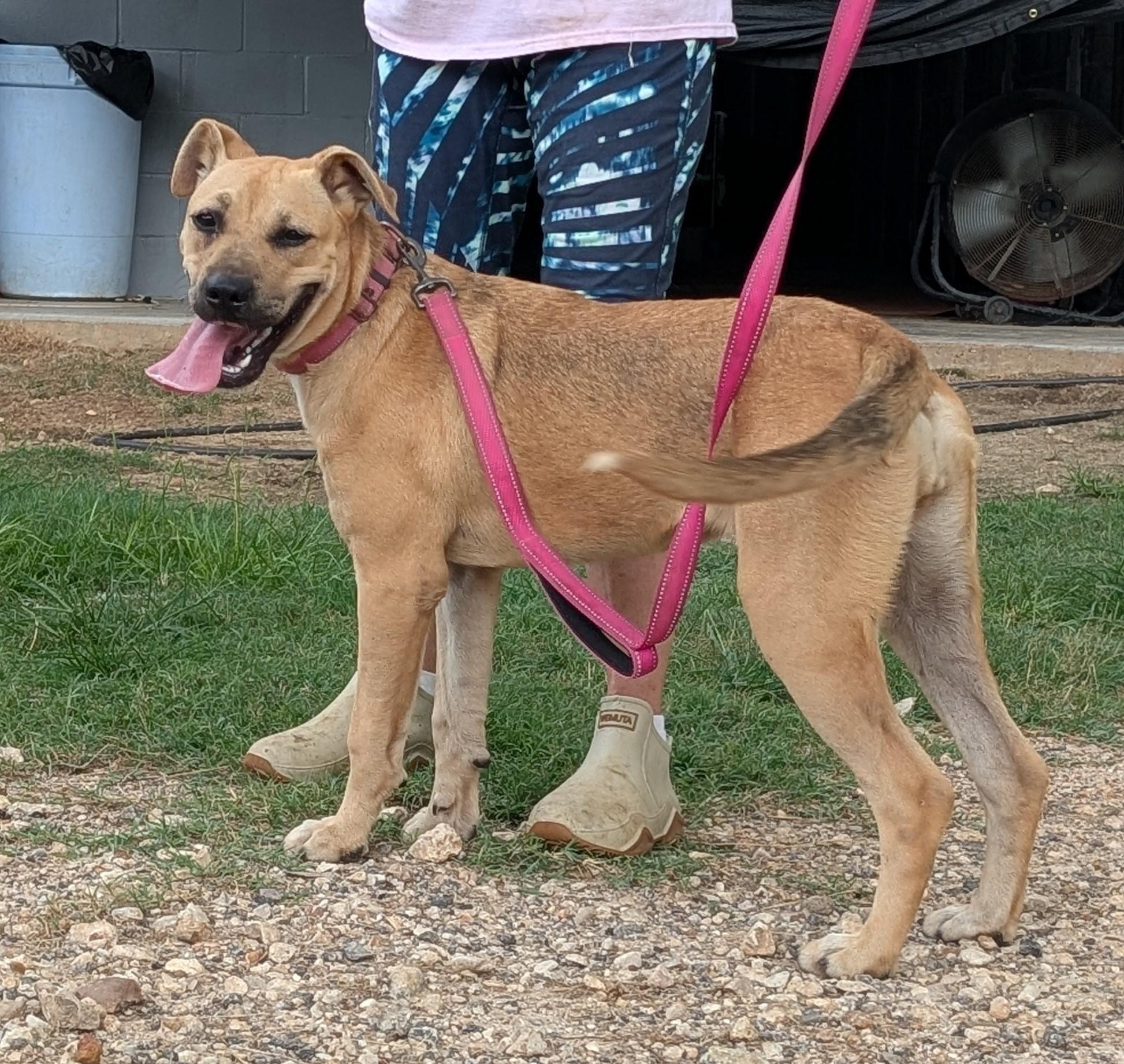 Pepper, Adoptable, Young Female Black Mouth Cur.