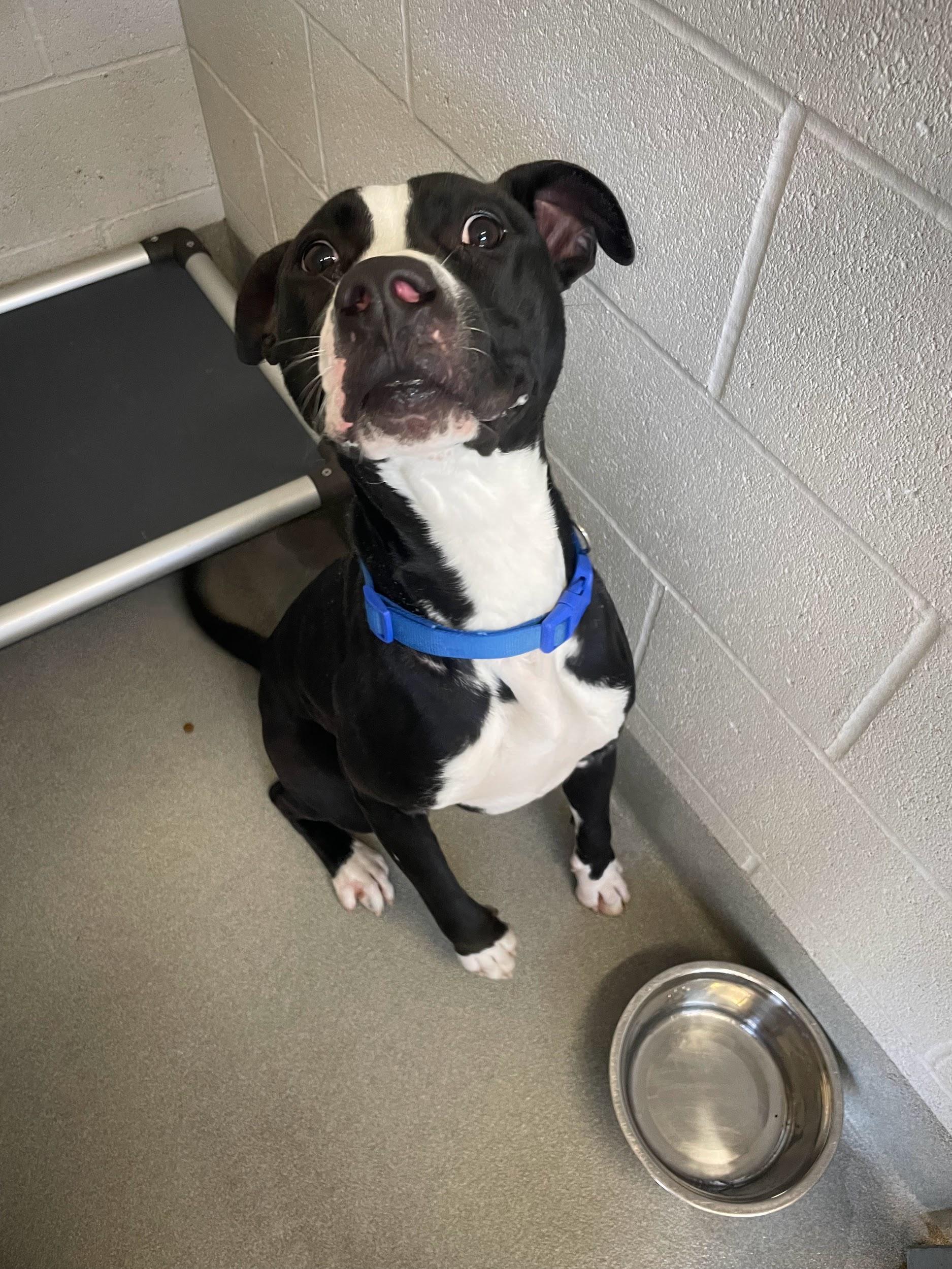 Goofy, an adopted mixed breed in Hillsboro, MO image 3/5