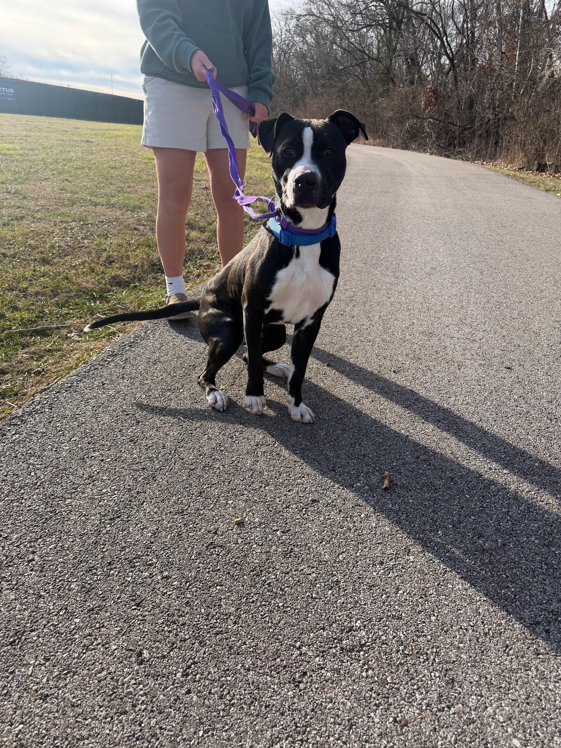 Goofy, an adopted mixed breed in Hillsboro, MO image 1/5
