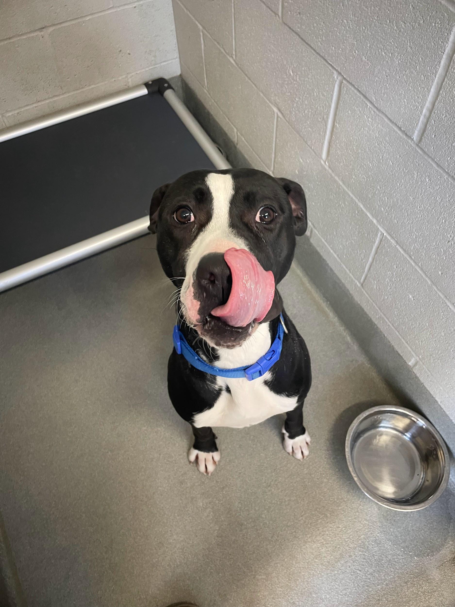 Goofy, an adopted mixed breed in Hillsboro, MO image 5/5