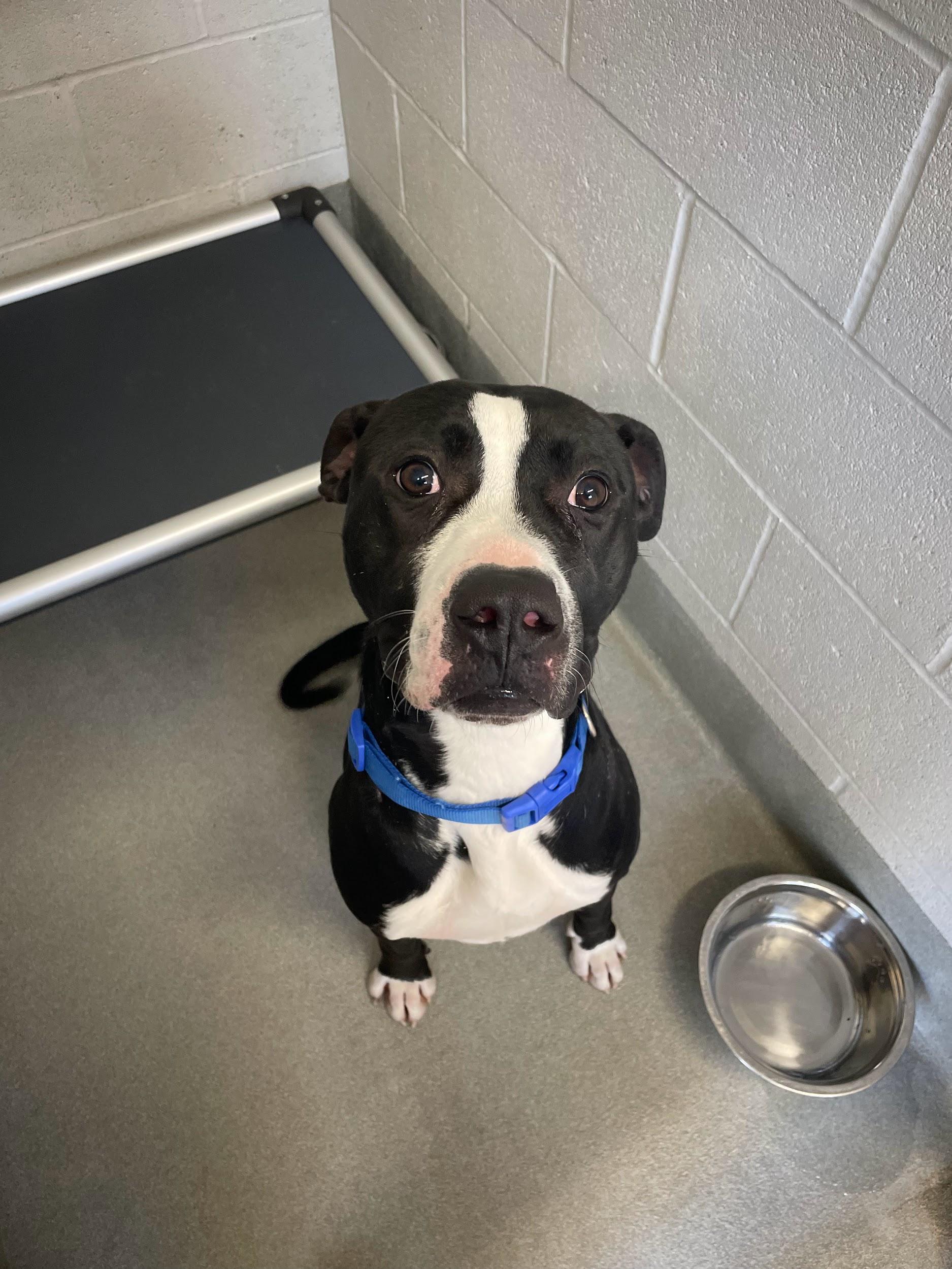 Goofy, an adopted mixed breed in Hillsboro, MO image 2/5