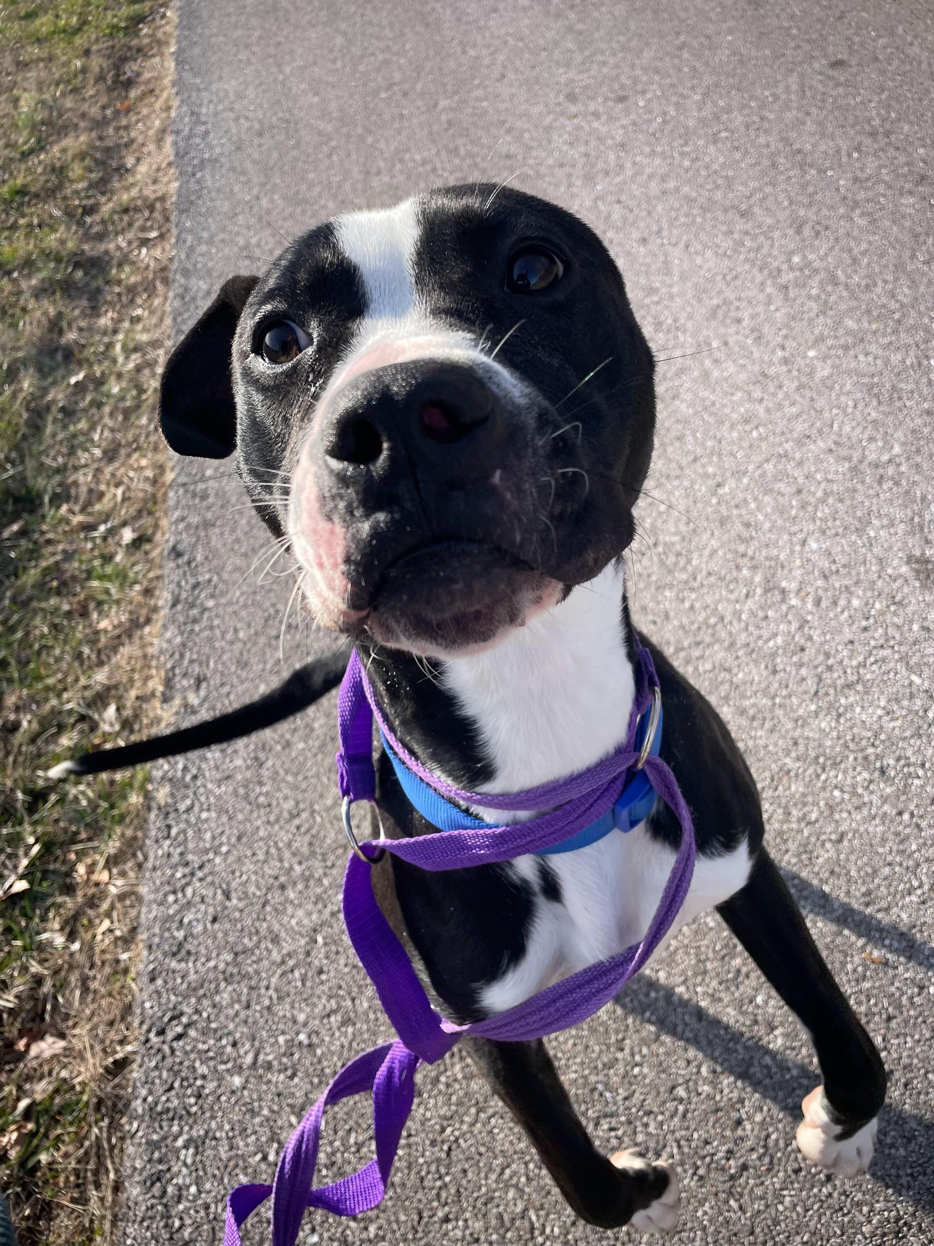 Goofy, an adopted mixed breed in Hillsboro, MO image 4/5