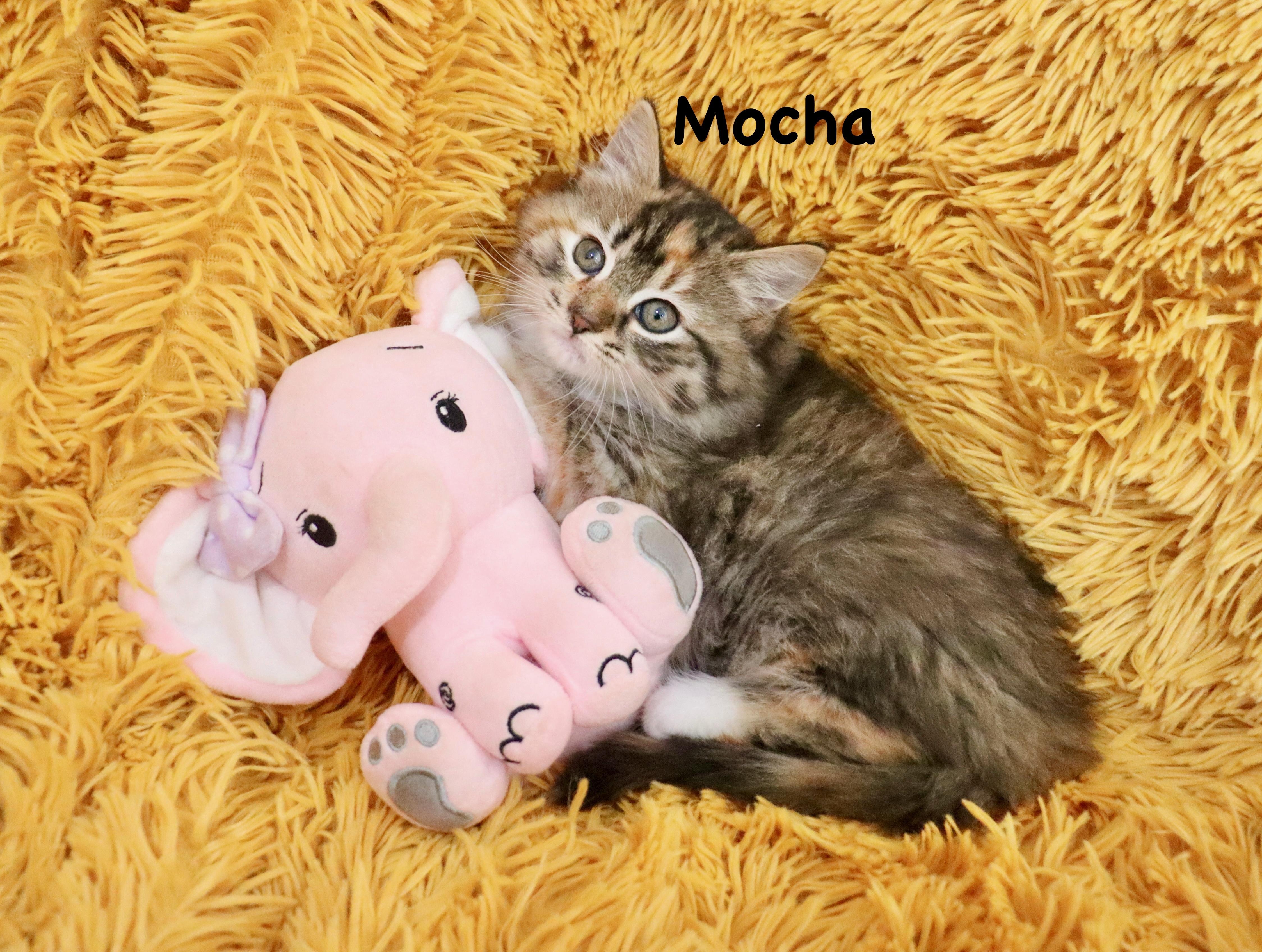 Enlarge Mocha, an adopted mixed breed in Saint Augustine, FL image 3/6