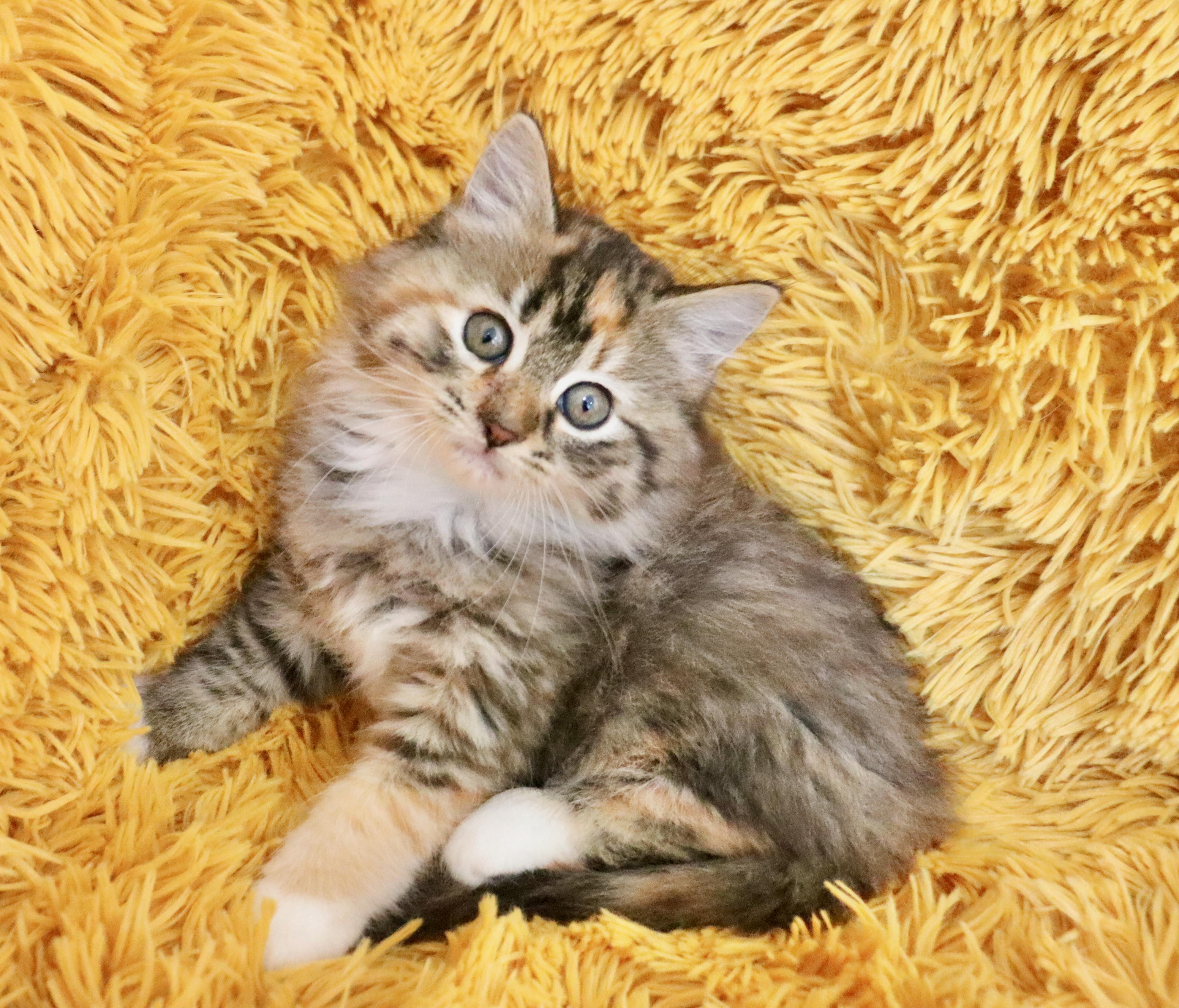 Enlarge Mocha, an adopted mixed breed in Saint Augustine, FL image 4/6