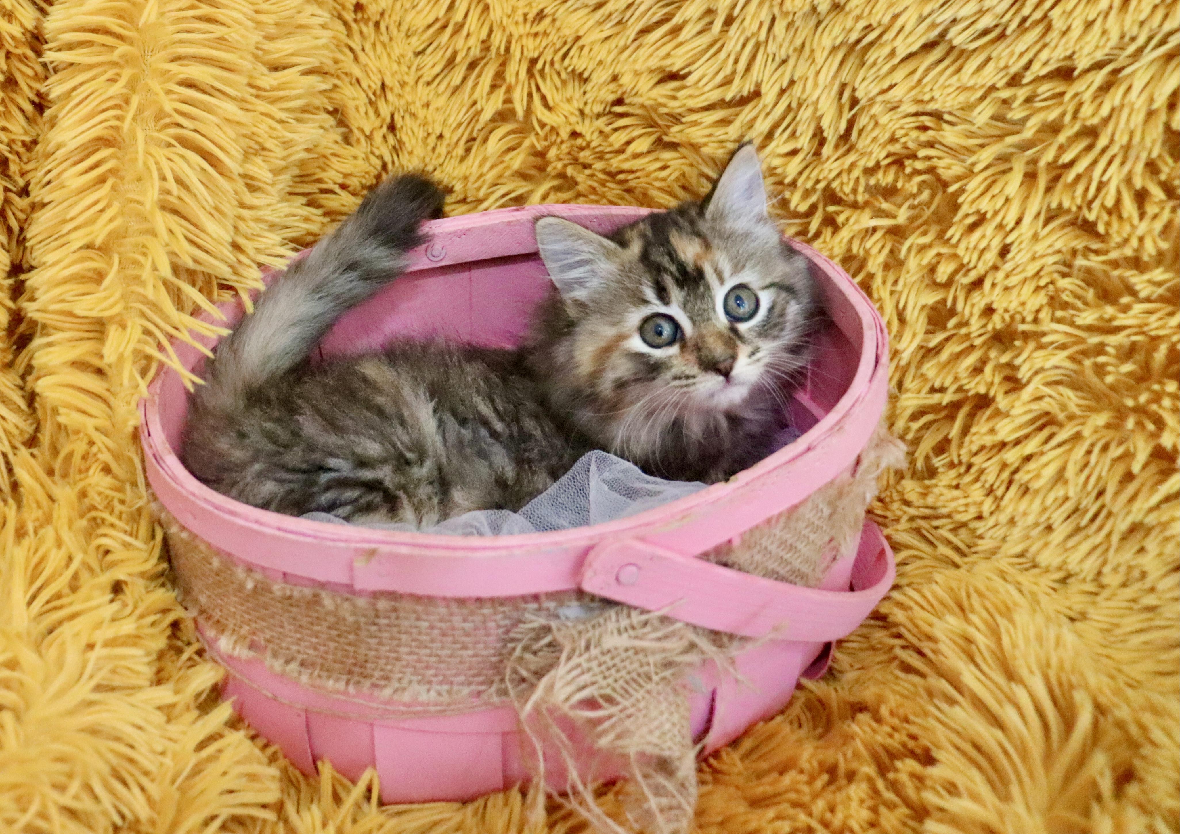 Enlarge Mocha, an adopted mixed breed in Saint Augustine, FL image 6/6