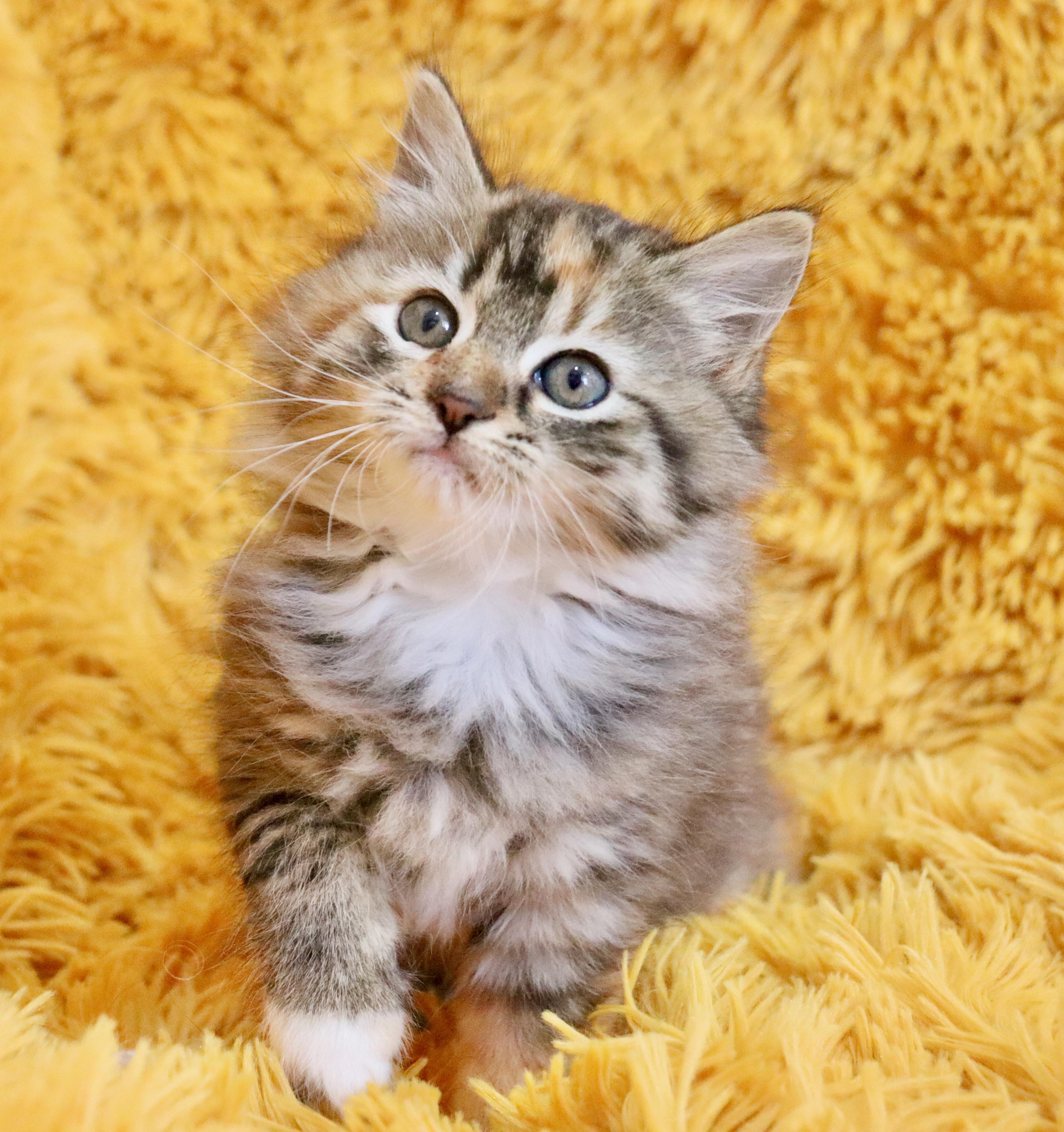 Mocha, adopted, Kitten Female Maine Coon & Domestic Long Hair.