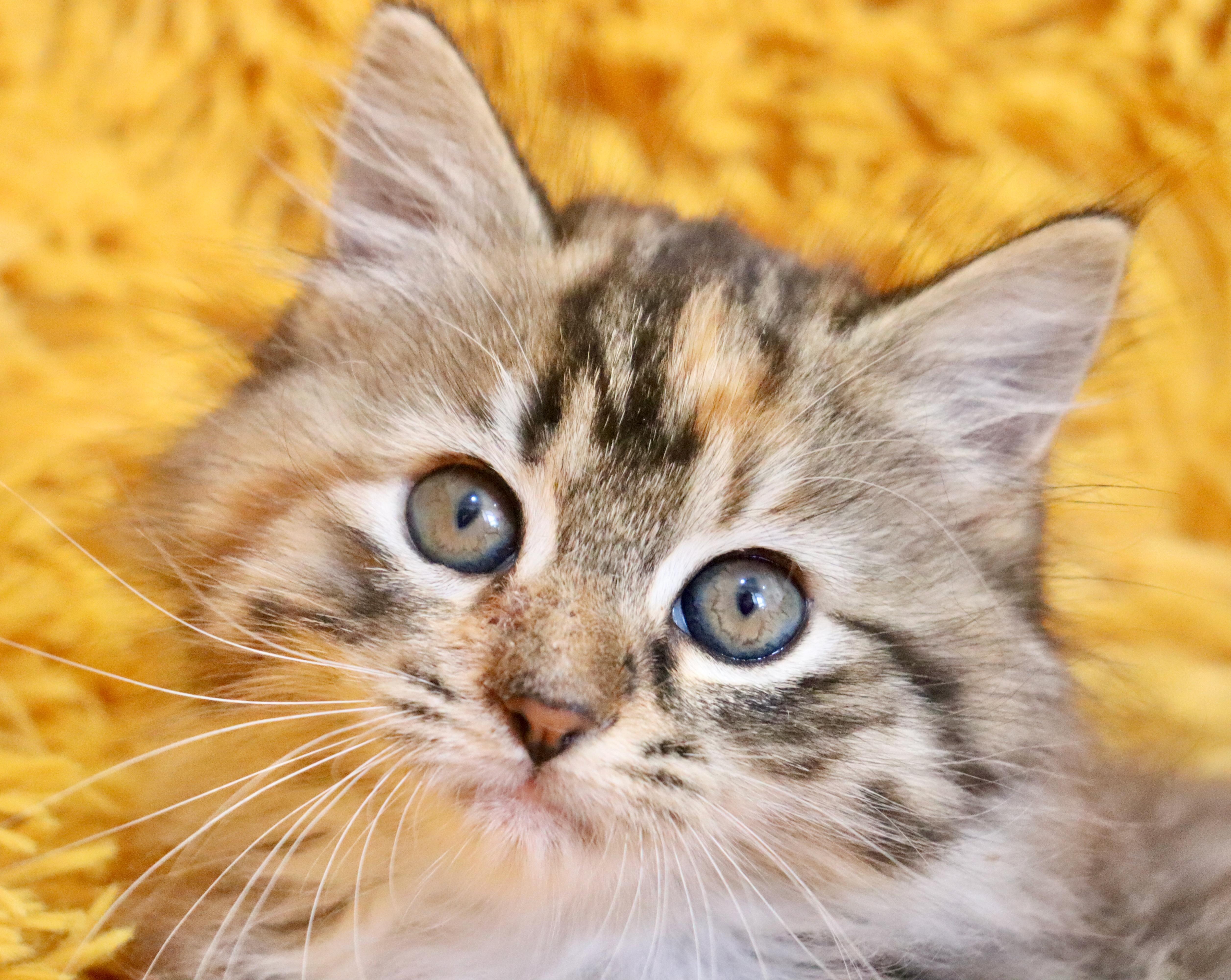 Enlarge Mocha, an adopted mixed breed in Saint Augustine, FL image 2/6