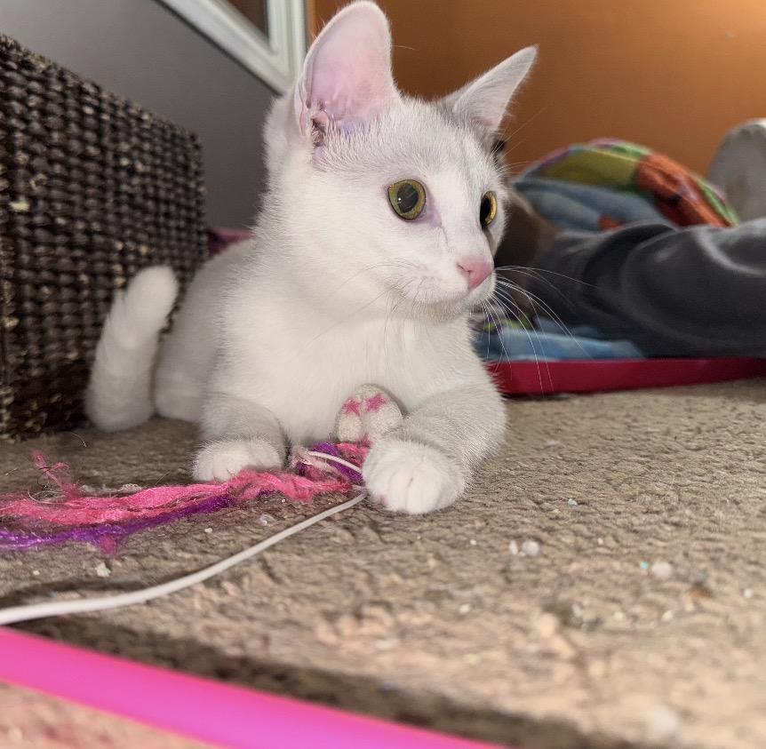 Neko, a Adoptable Domestic Short Hair in Maineville, OH image 2/4