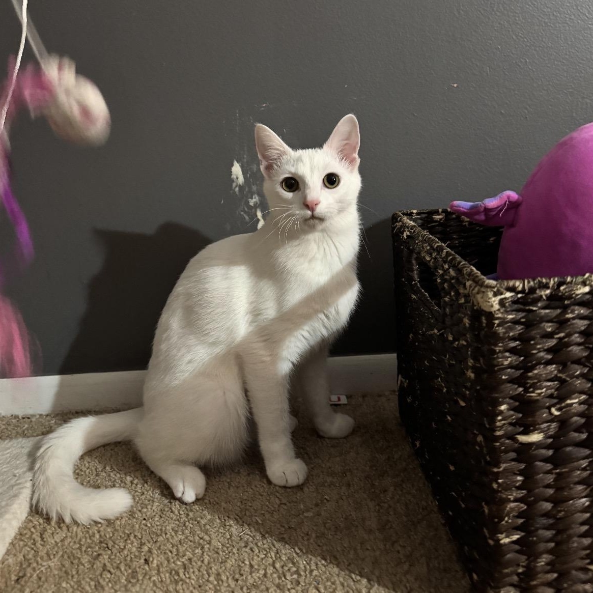 Neko, Adoptable, Kitten Female Domestic Short Hair.